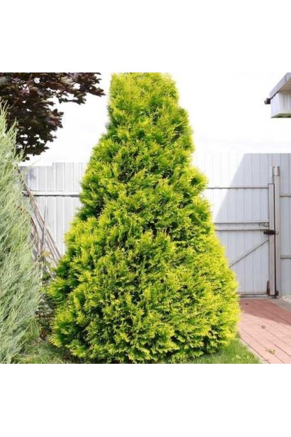 Колоноподібна туя з жовтою хвоєю